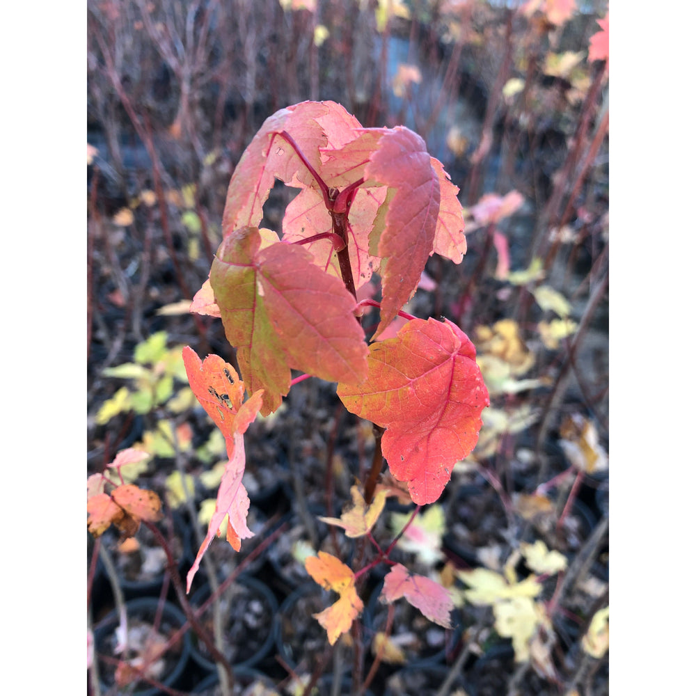 SALE: Red Maple - Acer rubrum | Pots Fall'23 conservation-grade