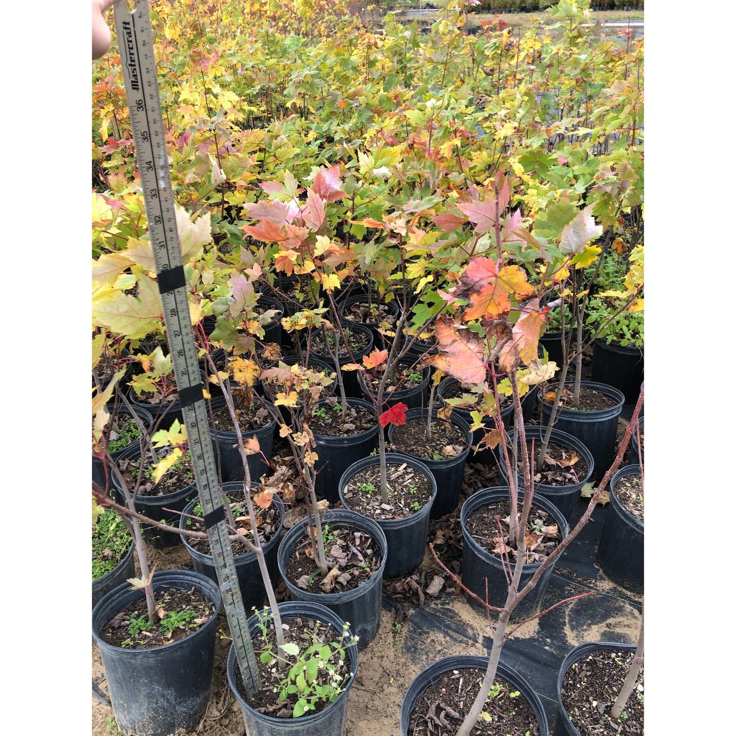
                  
                    SALE: Silver Maple - Acer saccharinum | Pots Fall'23 conservation-grade
                  
                