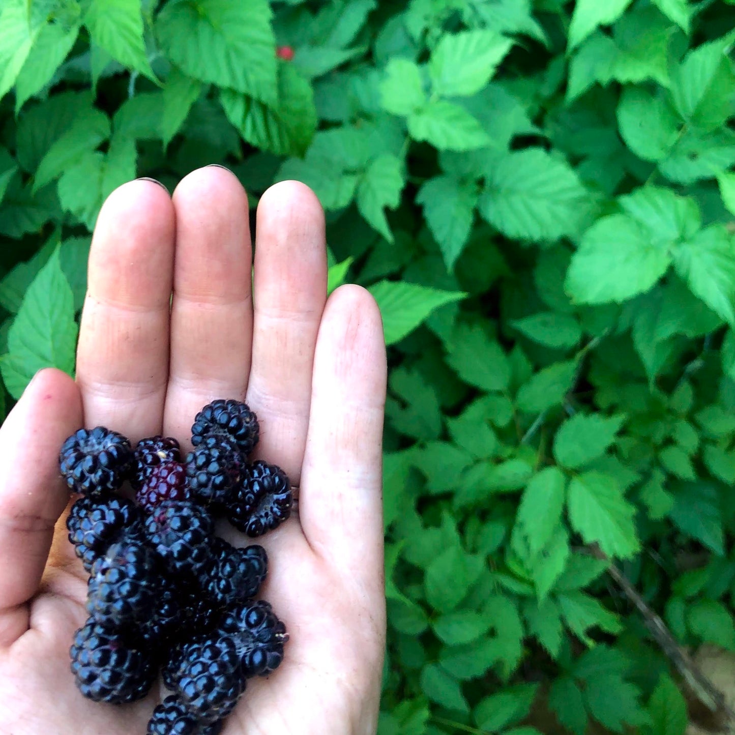 Common Blackberries
