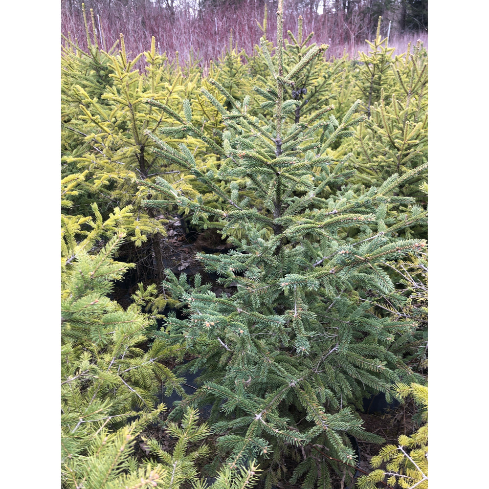 SALE: White Spruce - Picea glauca | Pots Fall'23 conservation-grade