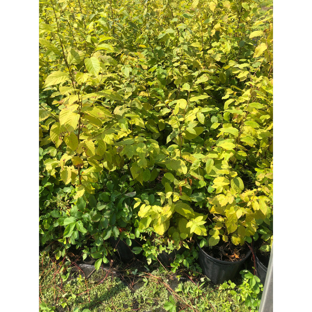 SALE: Ironwood - Ostrya virginiana | Pots Fall'23 conservation-grade