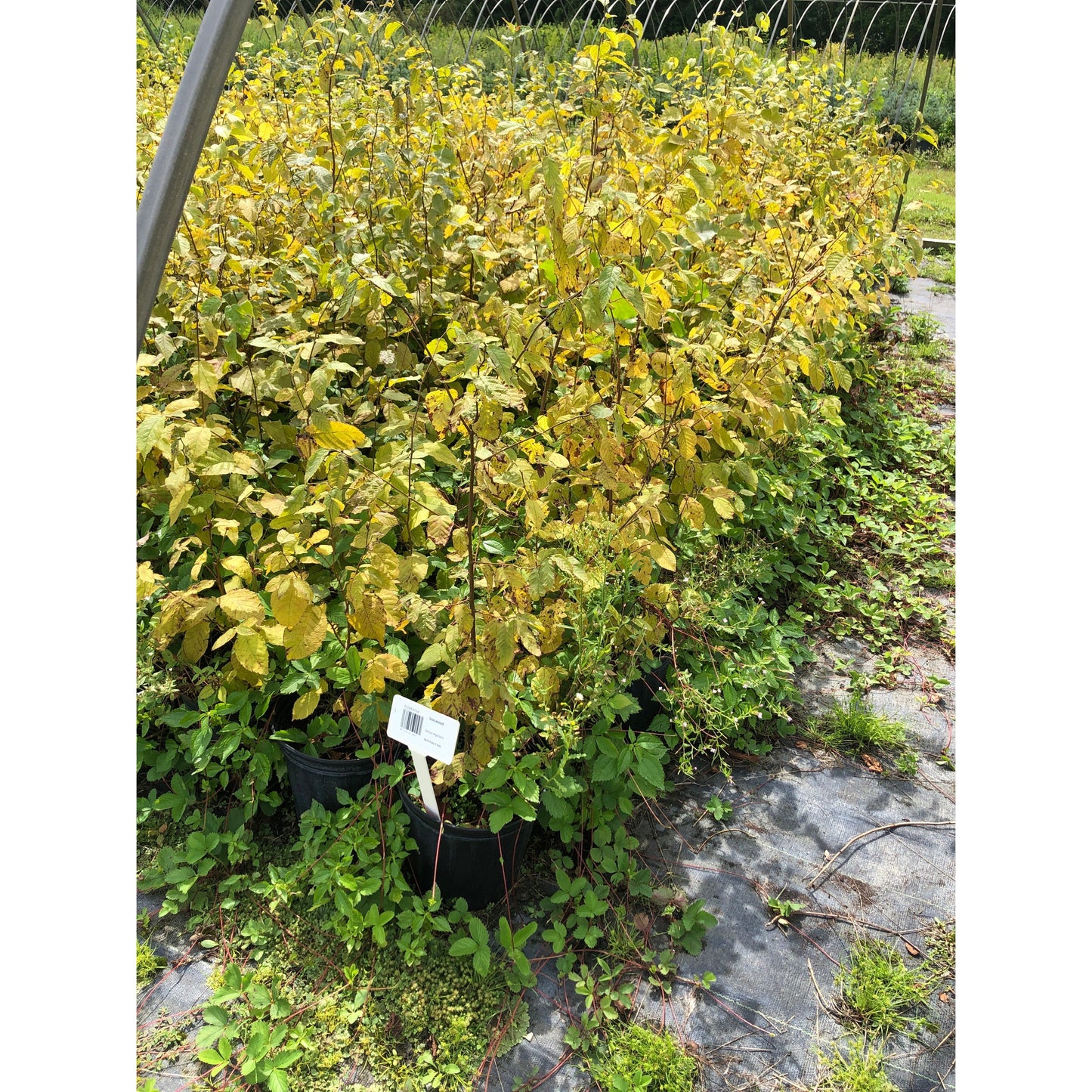 
                  
                    SALE: Ironwood - Ostrya virginiana | Pots Fall'23 conservation-grade
                  
                