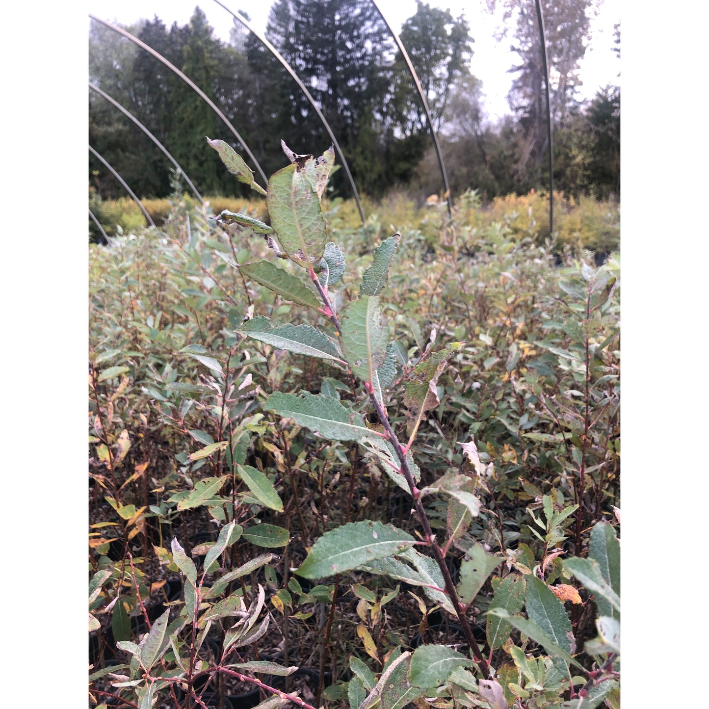 
                  
                    SALE: Bebb's Willow - Salix bebbiana | Conservation-grade pots fall'23
                  
                