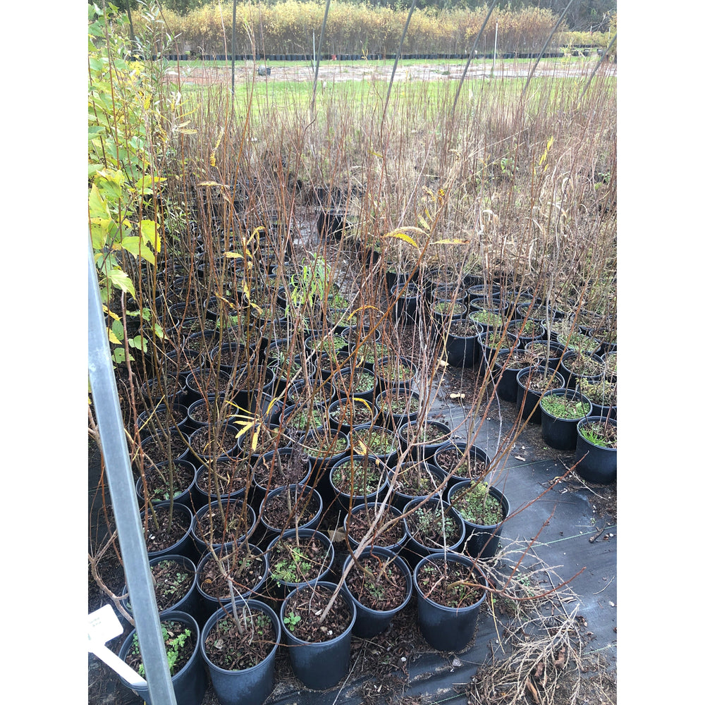 SALE: Sandbar Willow - Salix exigua | Conservation-grade pots fall'23