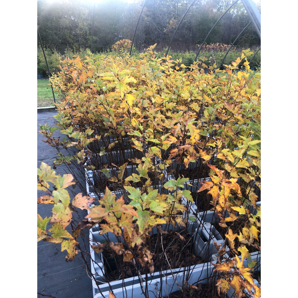 SALE: Ninebark - Physocarpus opulifolius | Conservation-grade pots fall'23