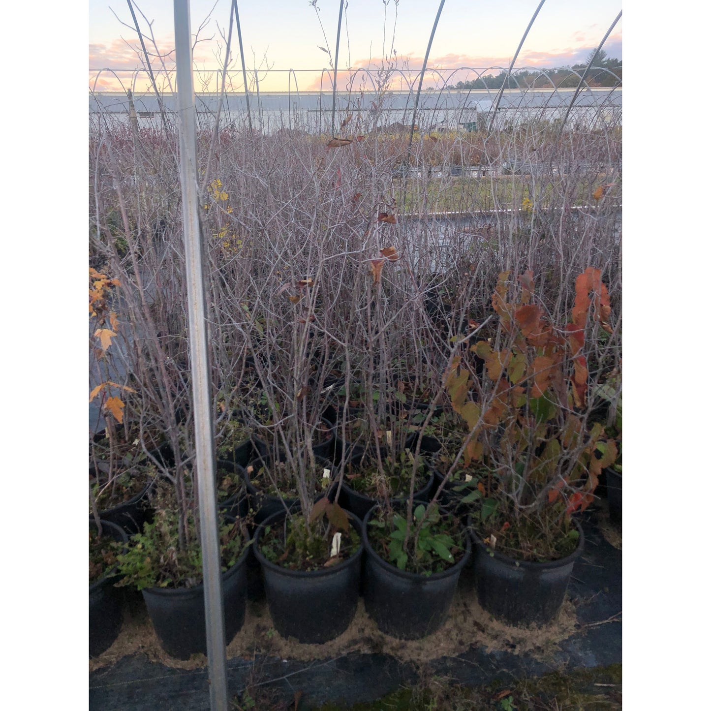 
                  
                    SALE: American Hazelnut - Corylus americana | Conservation-grade pots fall'23
                  
                