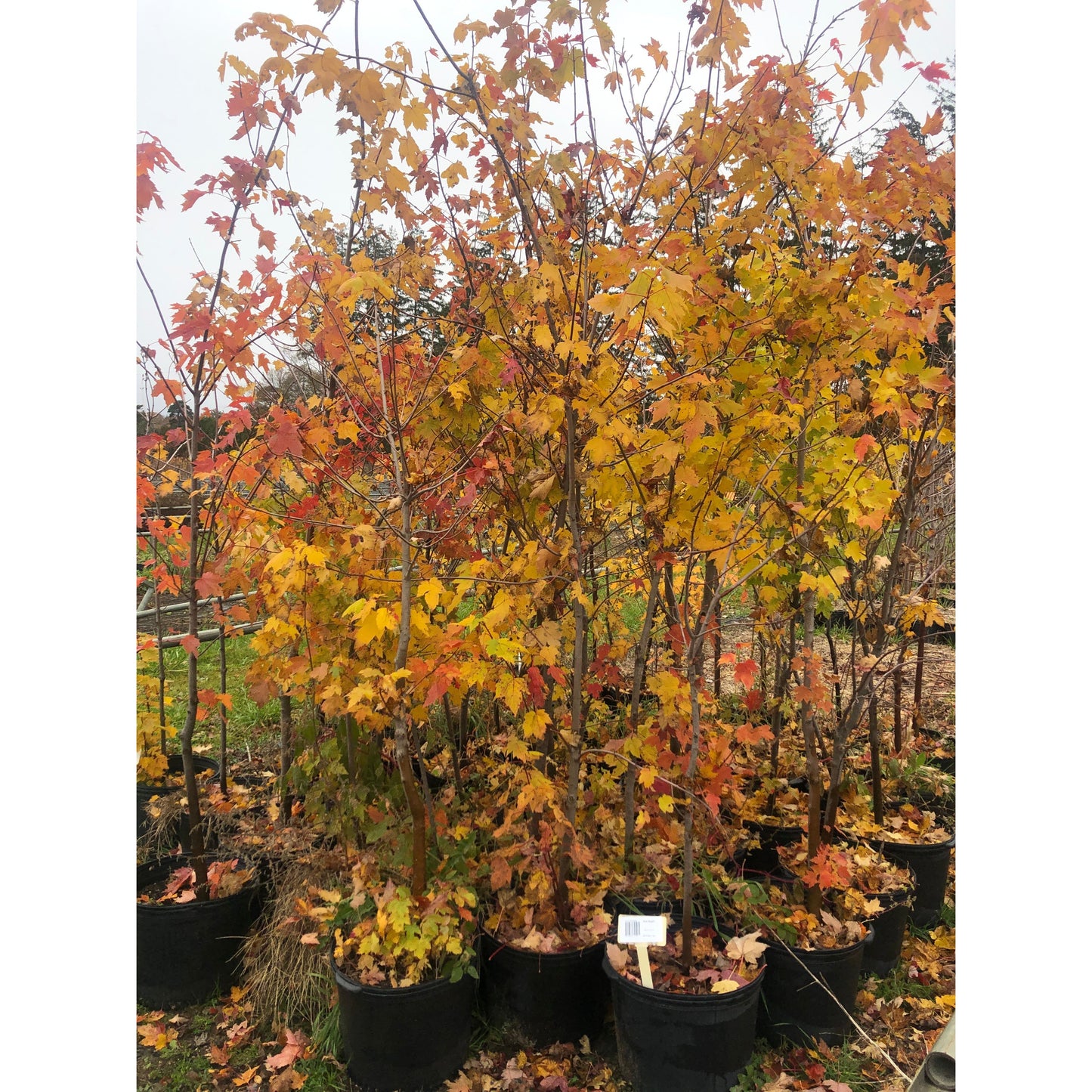 
                  
                    SALE: Red Maple - Acer rubrum | Pots Fall'23 conservation-grade
                  
                