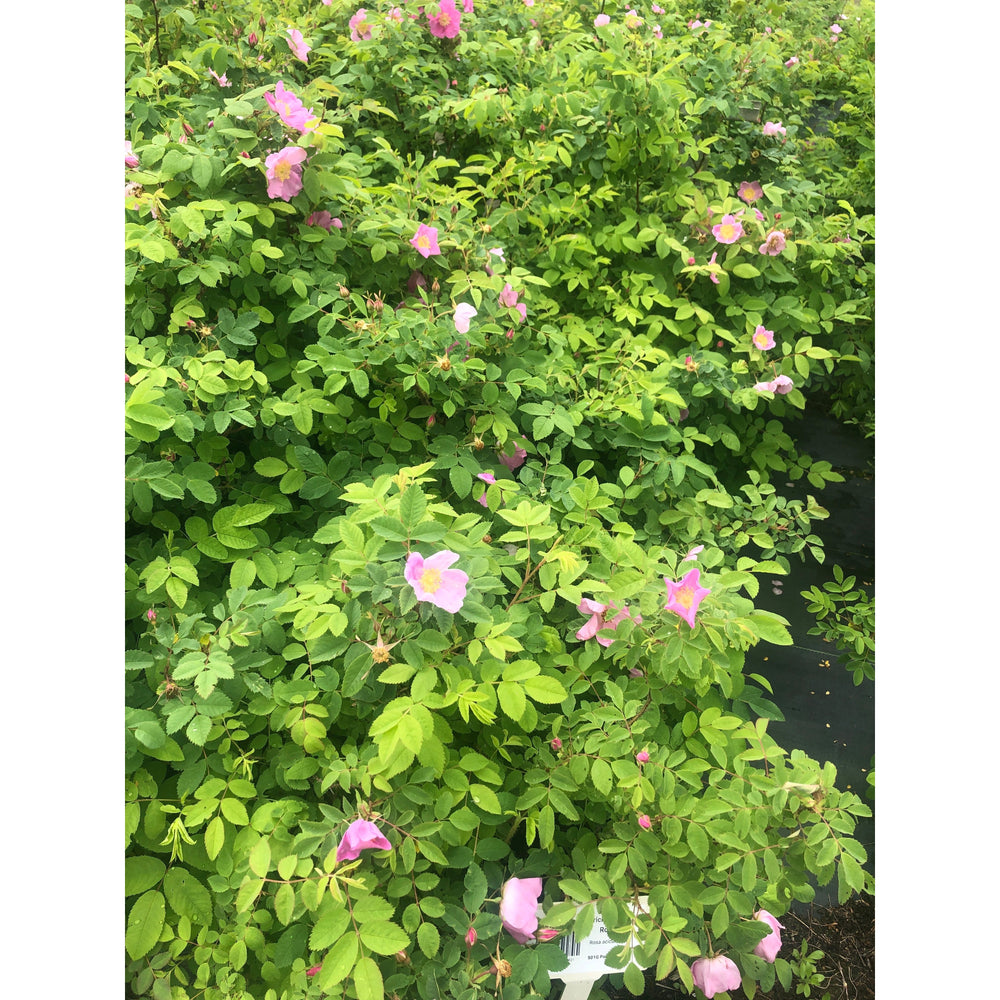 
                  
                    SALE: Prickly Wild Rose - Rosa acicularis | Conservation-grade pots fall'23
                  
                