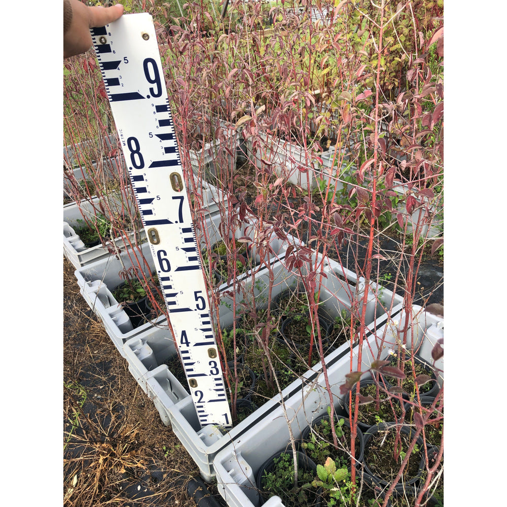 
                  
                    SALE: Drummond's Dogwood;Rough-Leaved Dogwood - Cornus drummondii | Conservation-grade pots fall'23
                  
                