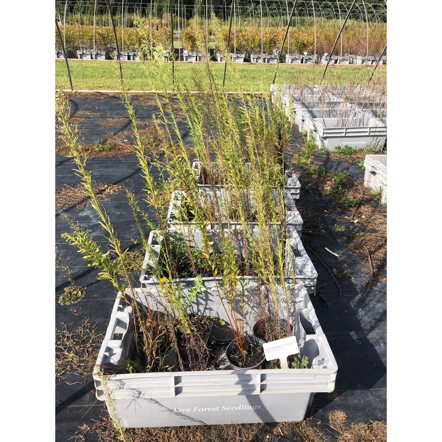 
                  
                    SALE: Meadowsweet - Spiraea alba | Conservation-grade pots fall'23
                  
                