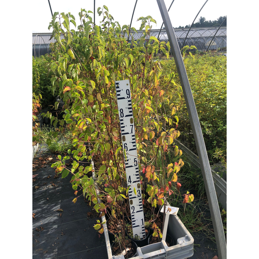 SALE: Smooth Arrowwood - Viburnum recognitum | Conservation-grade pots fall'23