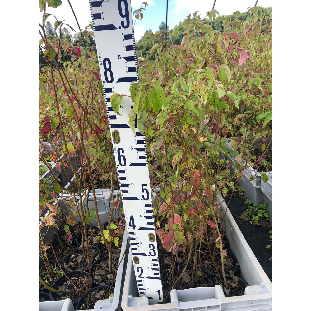 SALE: Alternate-Leaved Dogwood - Cornus alternifolia | Pots Fall'23 conservation-grade