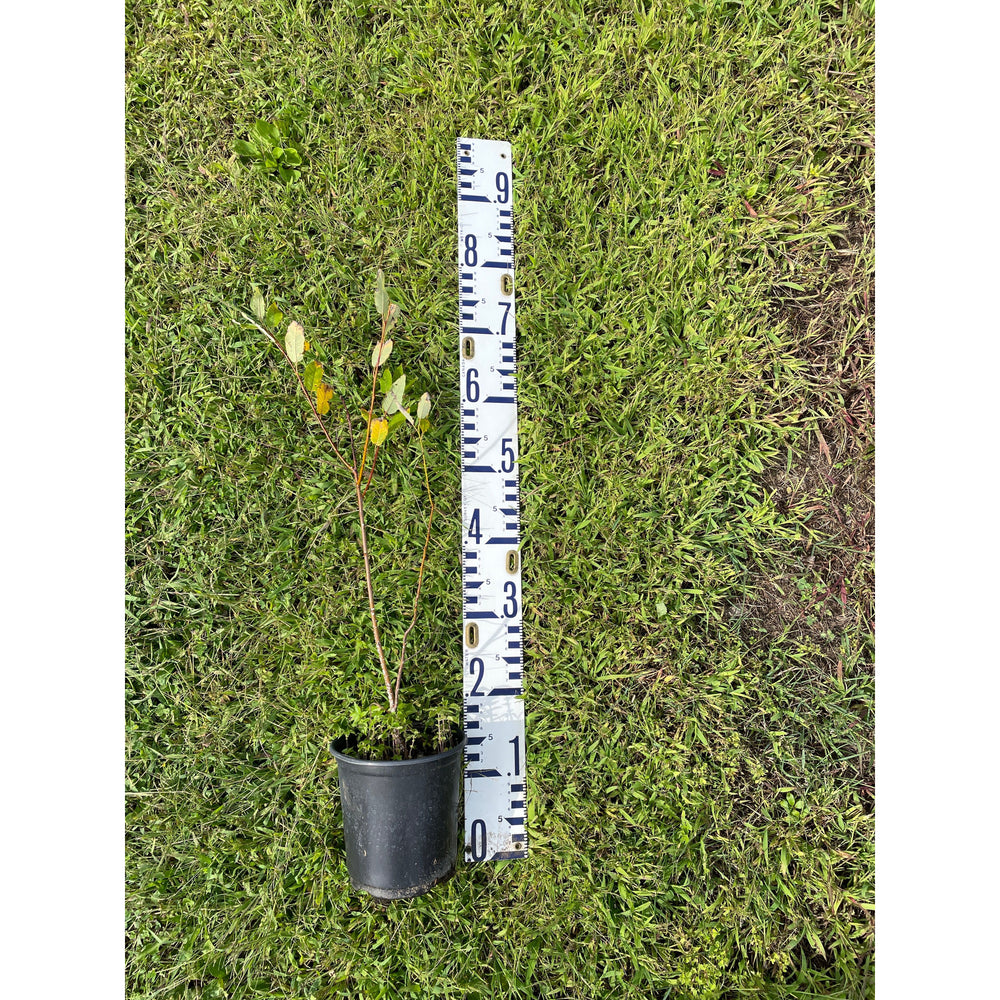 SALE: Willow Species - Salix sp. | Conservation-grade pots fall'23