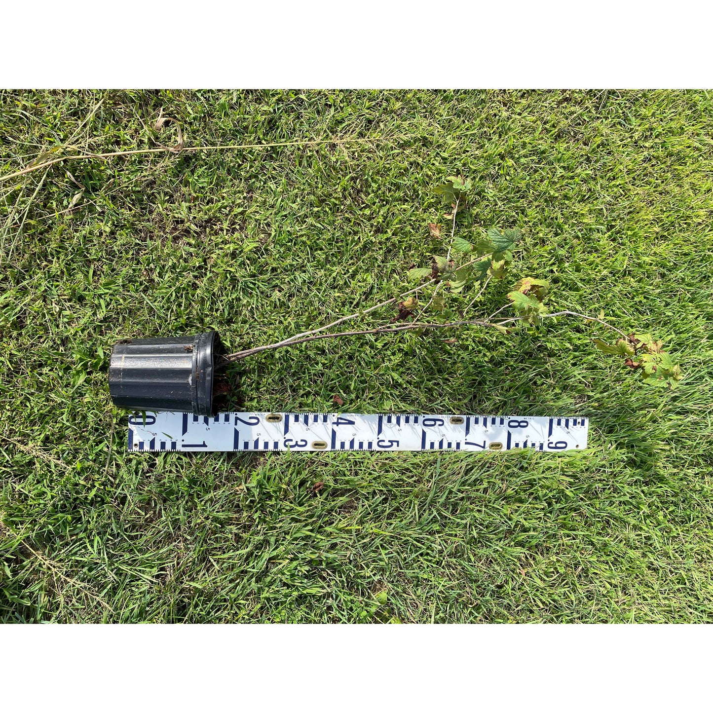 
                  
                    SALE: Wild Black Currant - Ribes americanum | Conservation-grade pots fall'23
                  
                