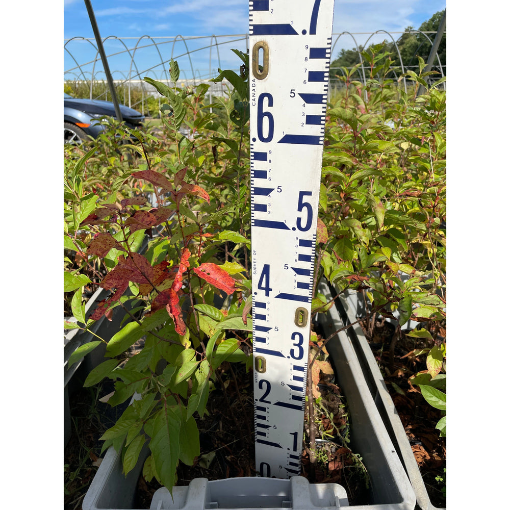SALE: Buttonbush - Cephalanthus occidentalis | Conservation-grade pots fall'23