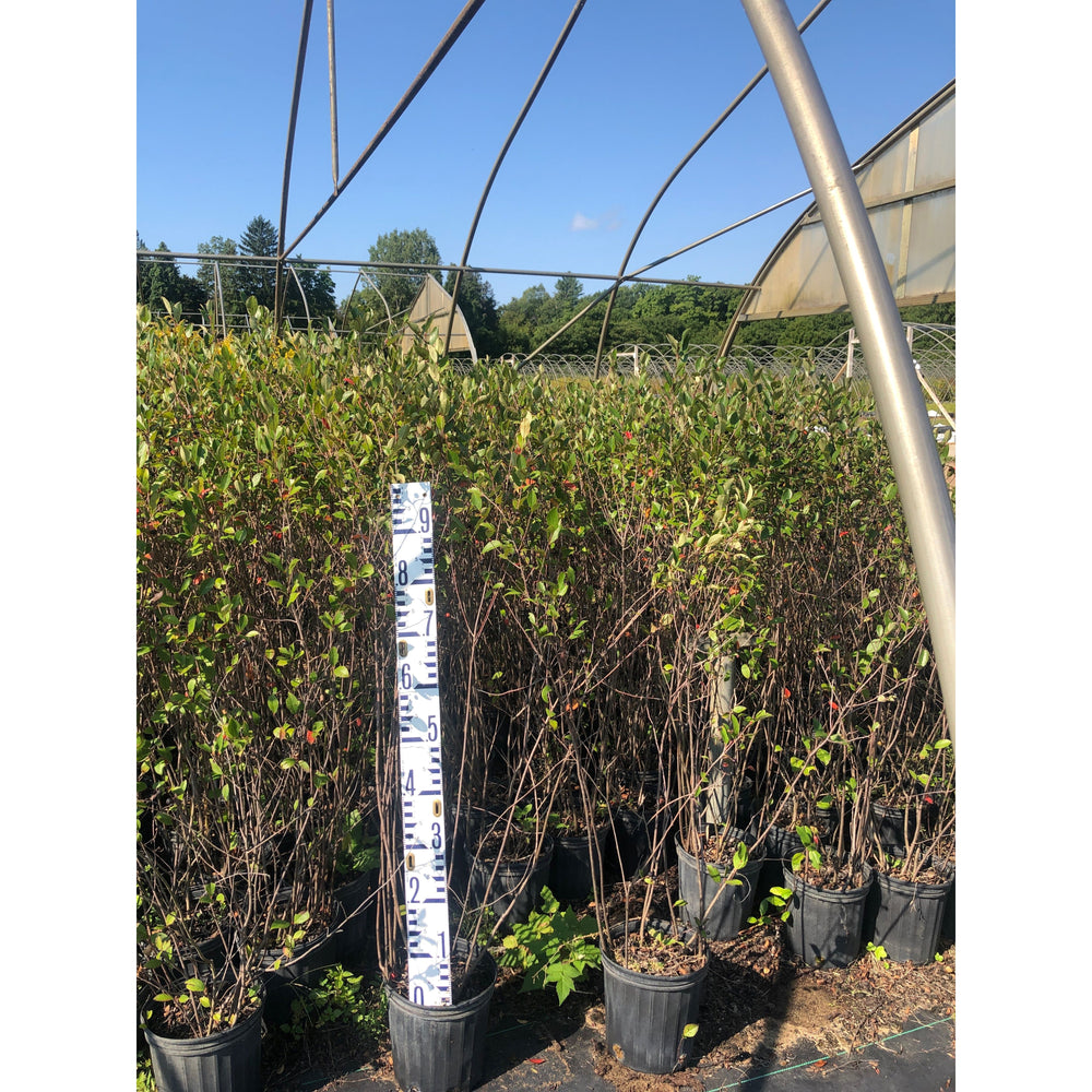 
                  
                    SALE: Black Chokeberry - Aronia melanocarpa | Conservation-grade pots fall'23
                  
                