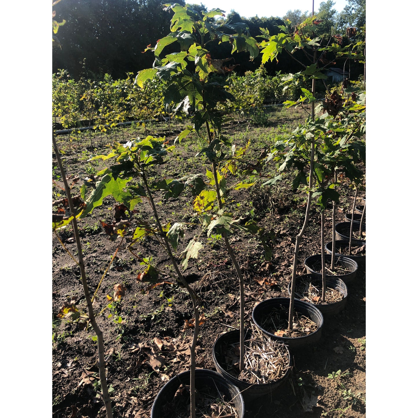 
                  
                    SALE: Sugar Maple - Acer saccharum | Pots Fall'23 conservation-grade
                  
                
