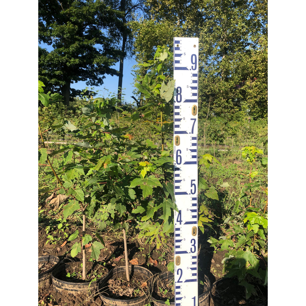 SALE: Silver Maple - Acer saccharinum | Pots Fall'23 conservation-grade
