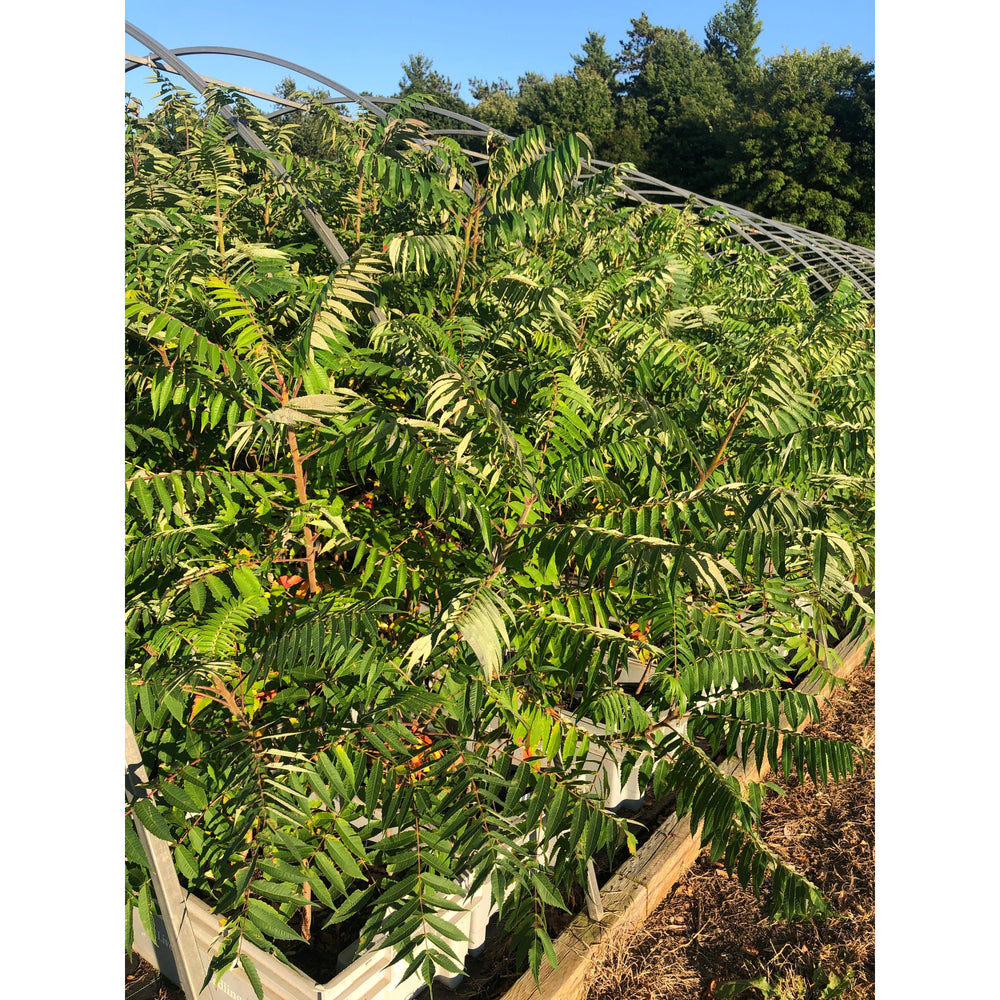 SALE: Staghorn Sumac - Rhus typhina | Conservation-grade pots fall'23