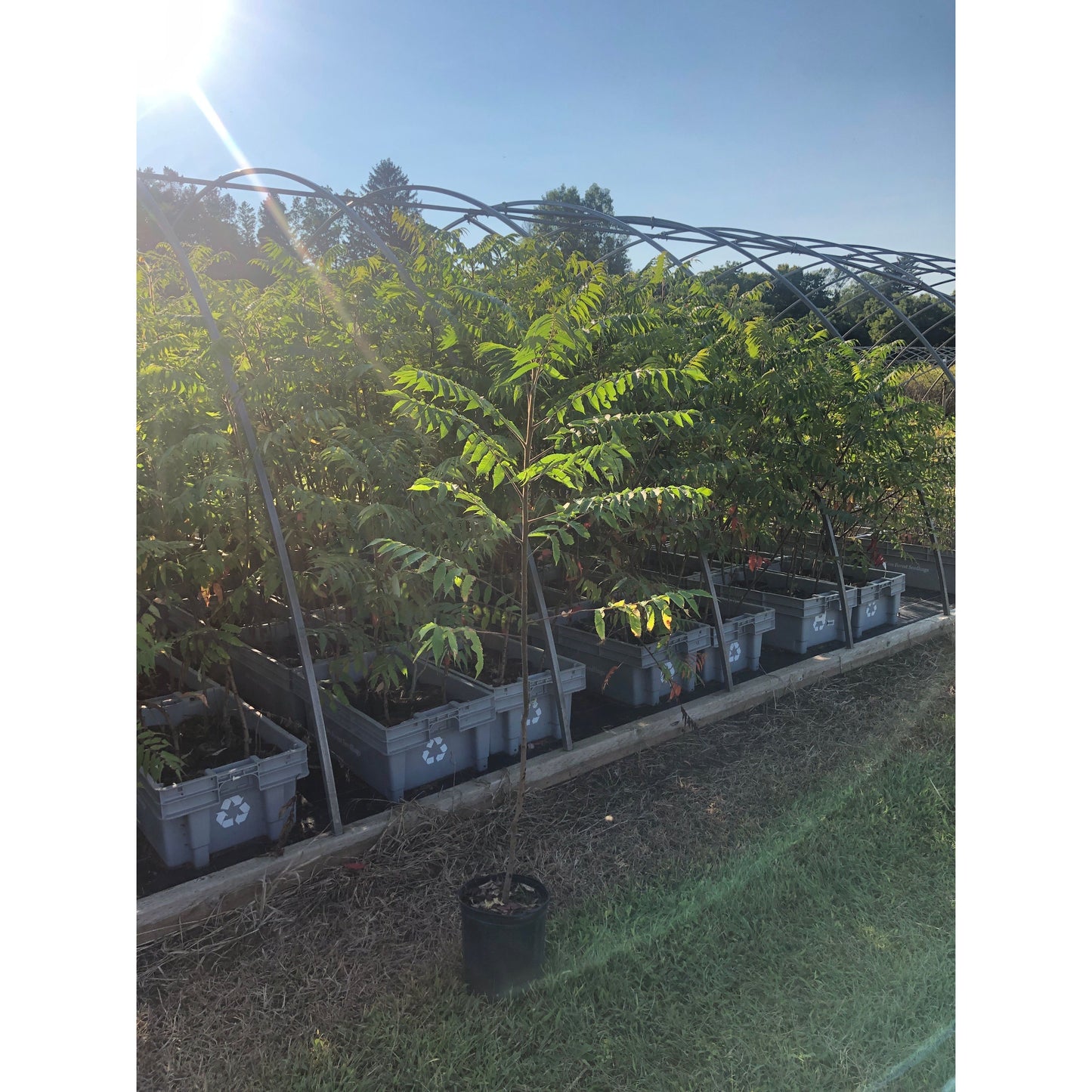
                  
                    SALE: Staghorn Sumac - Rhus typhina | Conservation-grade pots fall'23
                  
                