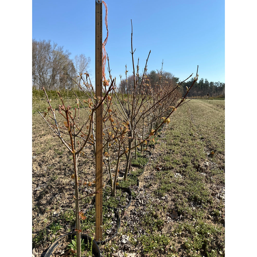 SALE: Freeman's Maple;Swamp Maple - Acer x freemanii | Pots Fall'23 conservation-grade