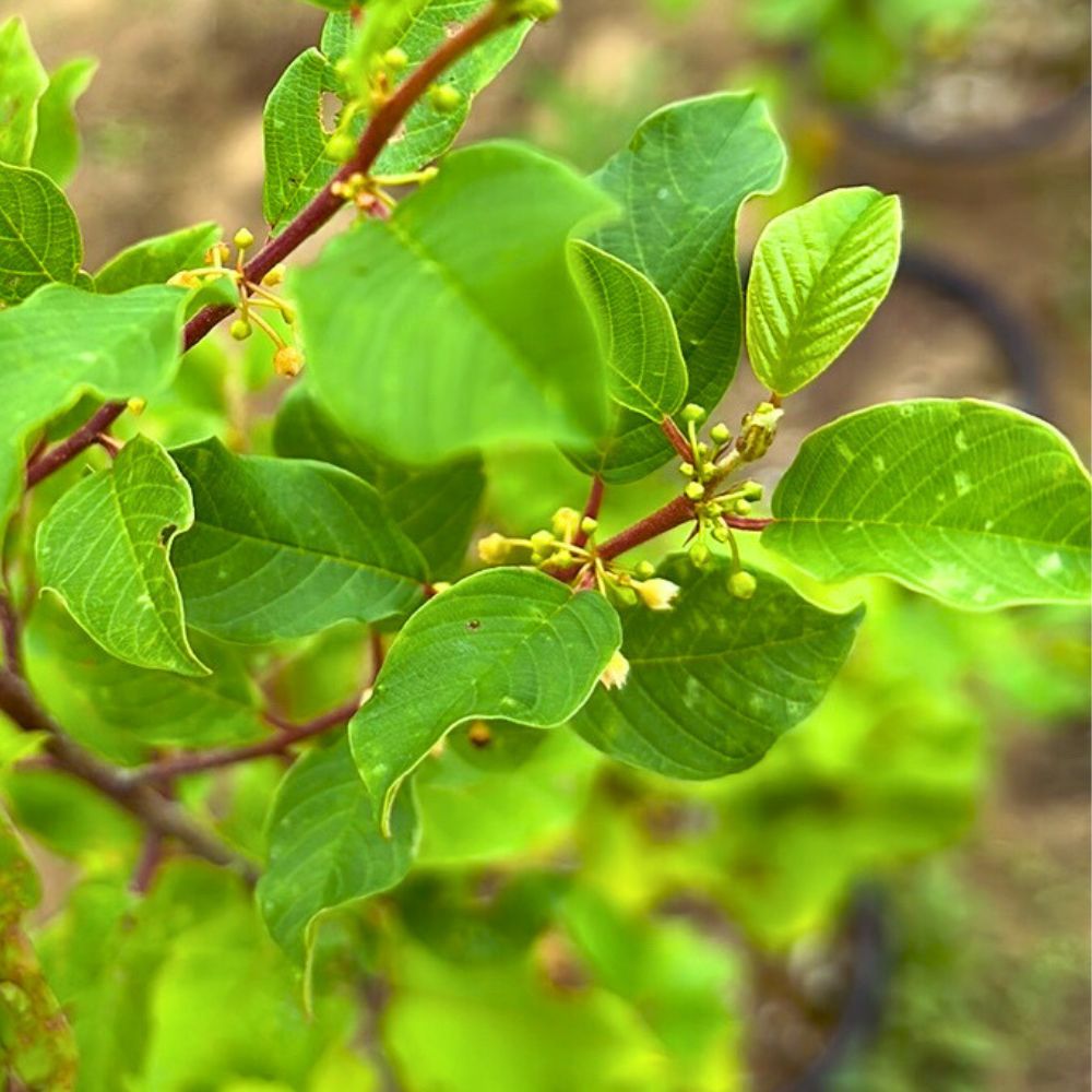 Alder-Leaved Buckthorn - Rhamnus alnifolia | Pots ready spring & fall