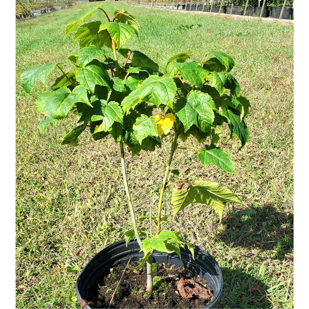 SALE: Striped Maple - Acer pennsylvanica | Conservation-grade pots fall'23