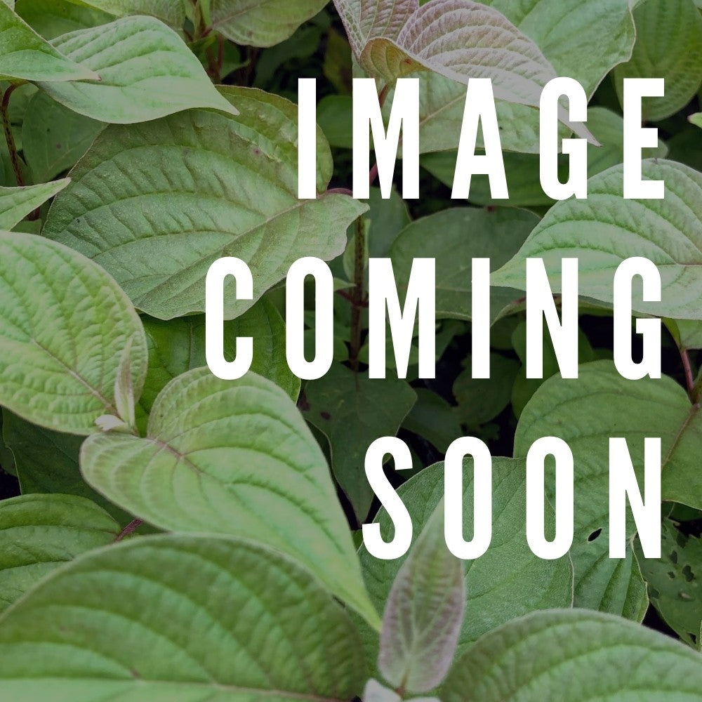 Image coming soon