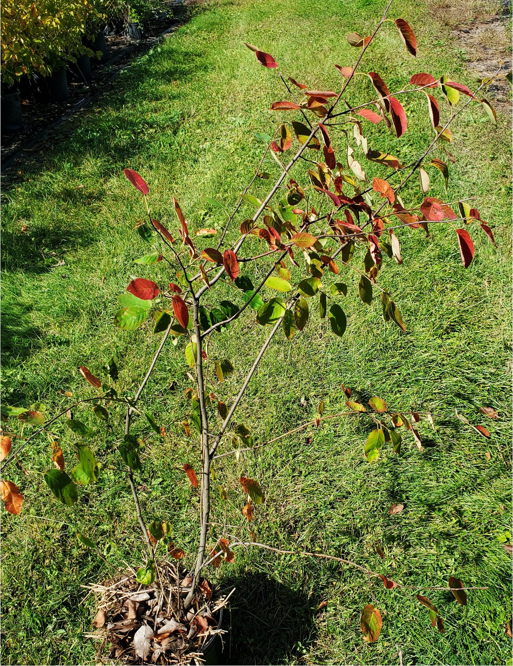 SALE: Smooth Serviceberry - Amelanchier laevis | Conservation-grade pots fall'23