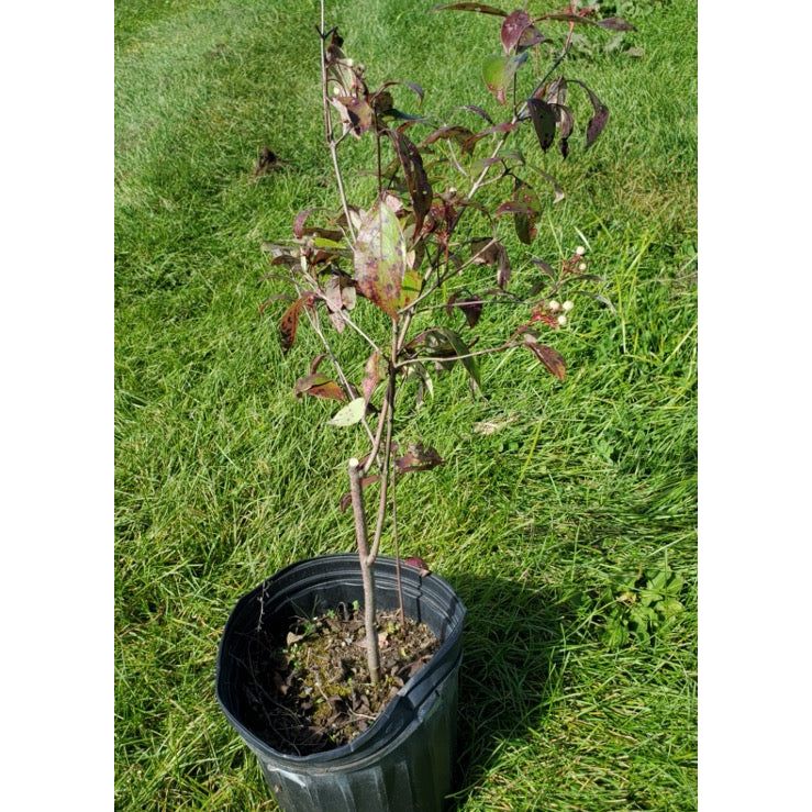 SALE: Gray Dogwood - Cornus racemosa (C. foemina) | Conservation-grade pots fall'23
