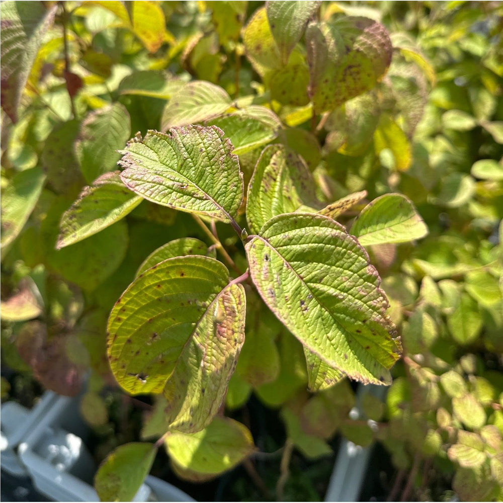 SALE: Round-Leaved Dogwood - Cornus rugosa | Conservation-grade pots fall'23