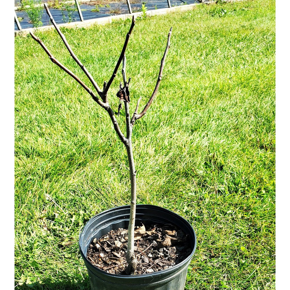 SALE: Black Walnut - Juglans nigra | Conservation-grade pots fall'23