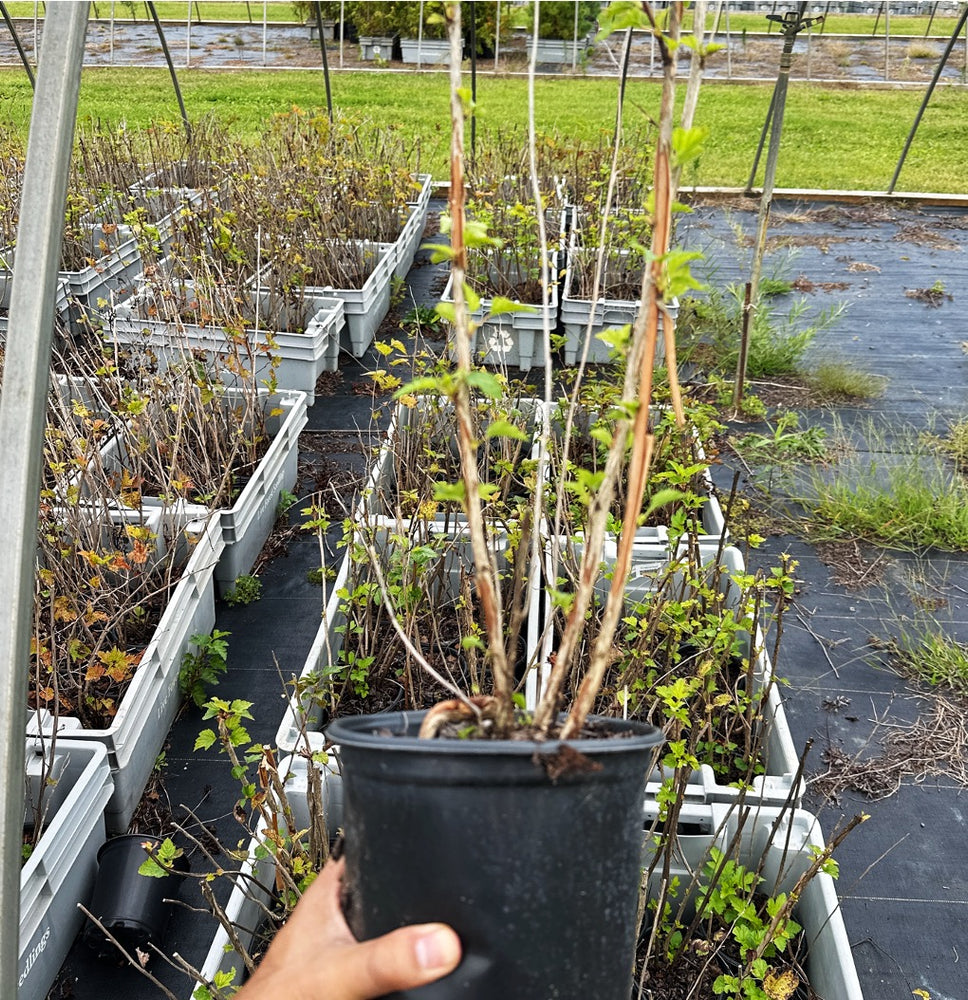 
                  
                    SALE: Ninebark - Physocarpus opulifolius | Conservation-grade pots fall'23
                  
                