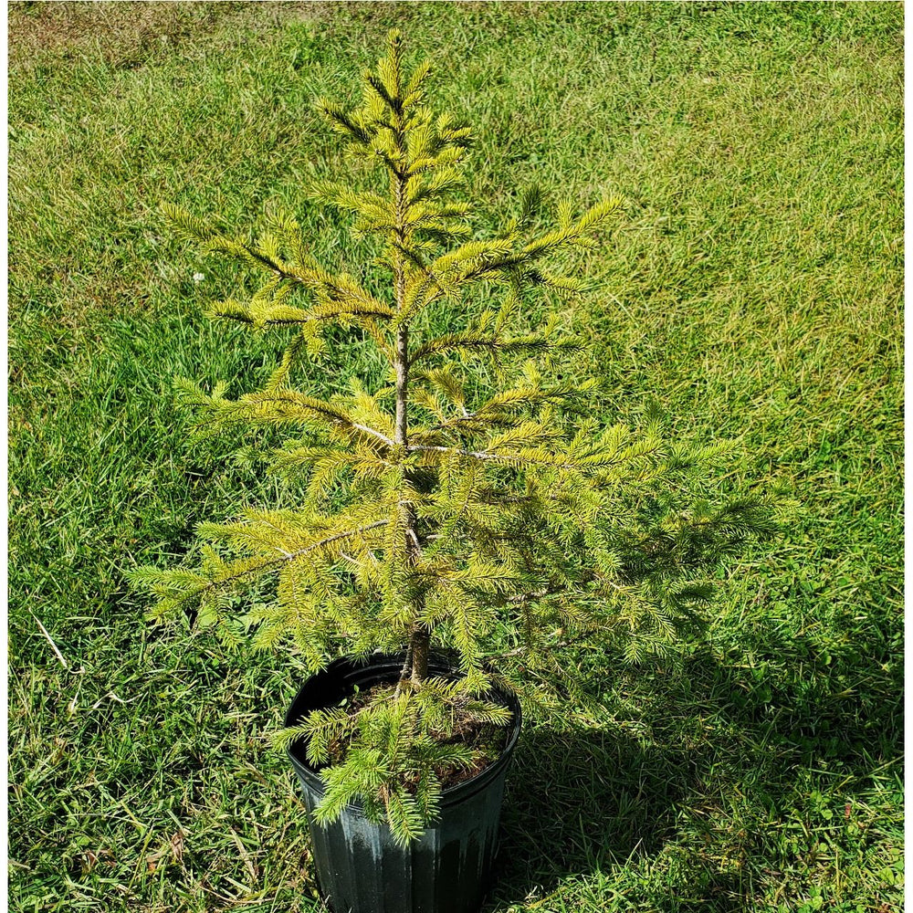 SALE: White Spruce - Picea glauca | Conservation-grade pots fall'23