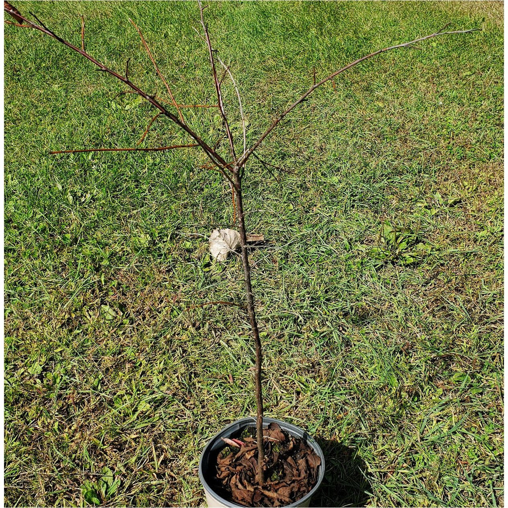
                  
                    SALE: American Plum - Prunus americana | Conservation-grade pots fall'23
                  
                
