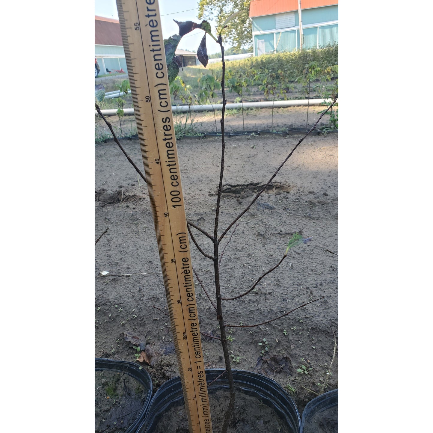 
                  
                    SALE: Black Cherry - Prunus serotina | Conservation-grade pots fall'23
                  
                