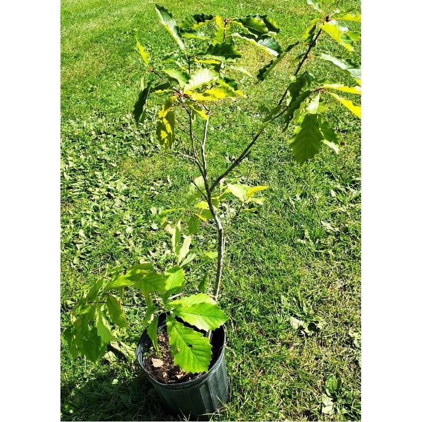 SALE: Chinquapin Oak - Quercus muehlenbergii | Conservation-grade pots fall'23