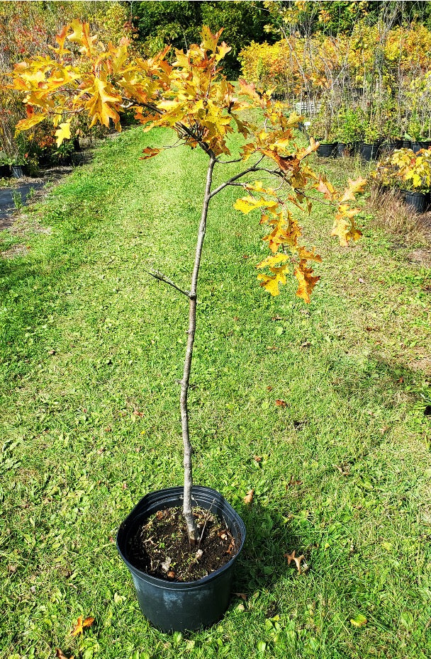 SALE: Pin Oak - Quercus palustris | Conservation-grade pots fall'23