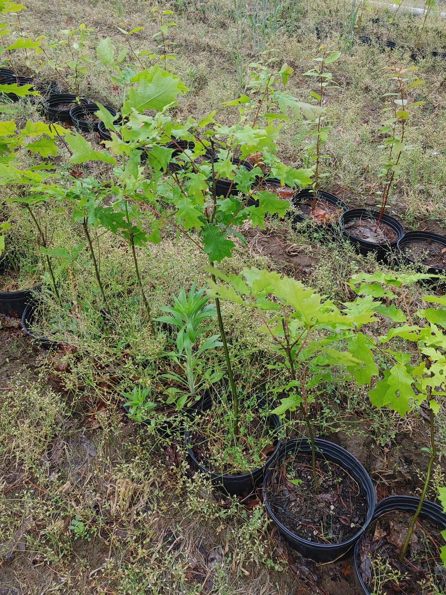 
                  
                    SALE: Red Oak - Quercus rubra | Conservation-grade pots fall'23
                  
                