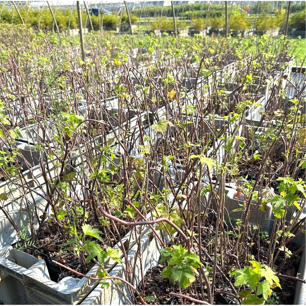 SALE: Wild Black Currant - Ribes americanum | Conservation-grade pots fall'23