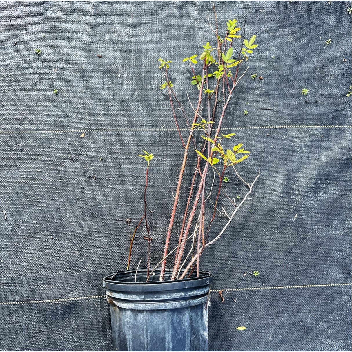 
                  
                    SALE: Swamp Rose - Rosa palustris | Conservation-grade pots fall'23
                  
                
