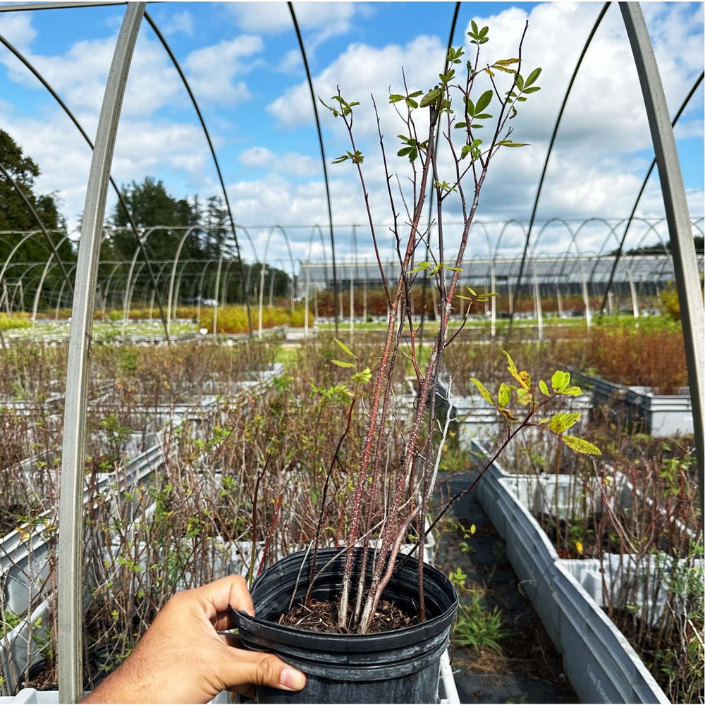 
                  
                    SALE: Swamp Rose - Rosa palustris | Conservation-grade pots fall'23
                  
                