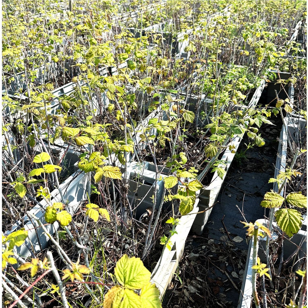 
                  
                    SALE: Black Raspberry - Rubus occidentalis | Conservation-grade pots fall'23
                  
                