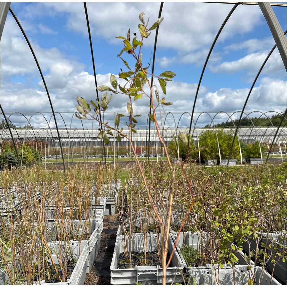 SALE: Bebb's Willow - Salix bebbiana | Conservation-grade pots fall'23