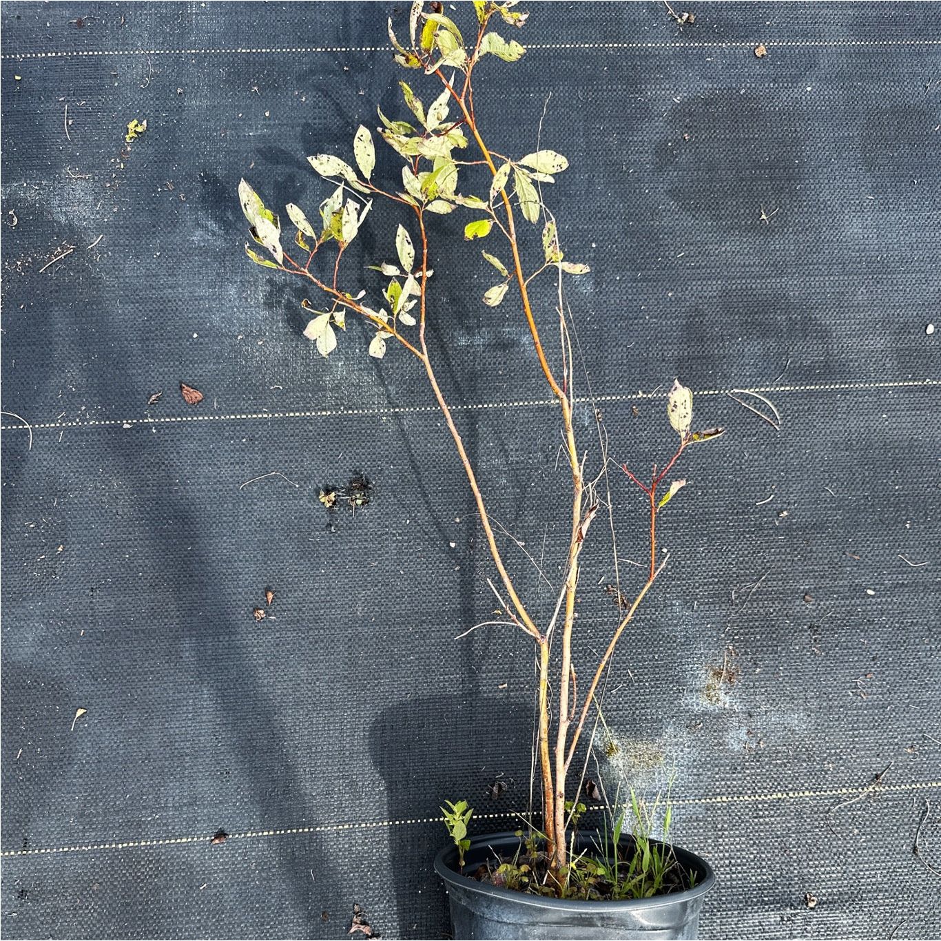 
                  
                    SALE: Bebb's Willow - Salix bebbiana | Conservation-grade pots fall'23
                  
                
