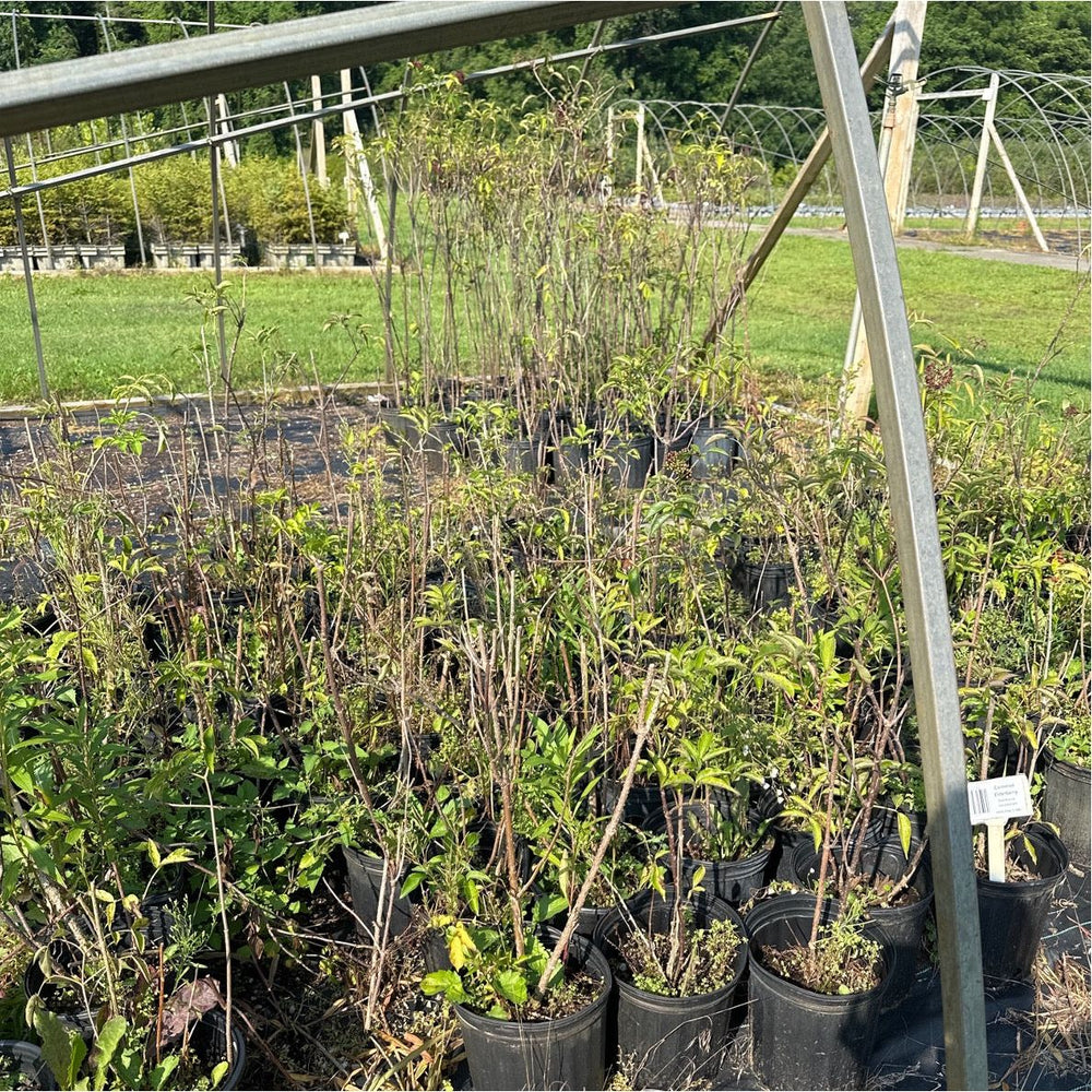 SALE: Common Elderberry - Sambucus canadensis | Conservation-grade pots fall'23