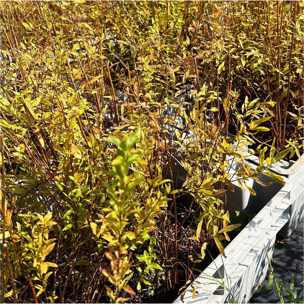 
                  
                    SALE: Meadowsweet - Spiraea alba | Conservation-grade pots fall'23
                  
                