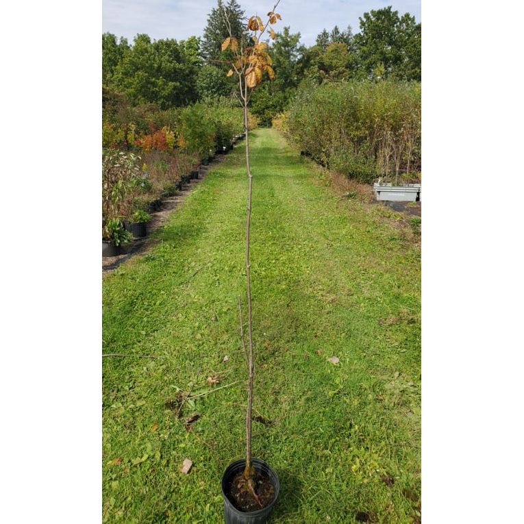SALE: Bladdernut - Staphylea trifolia | Conservation-grade pots fall'23