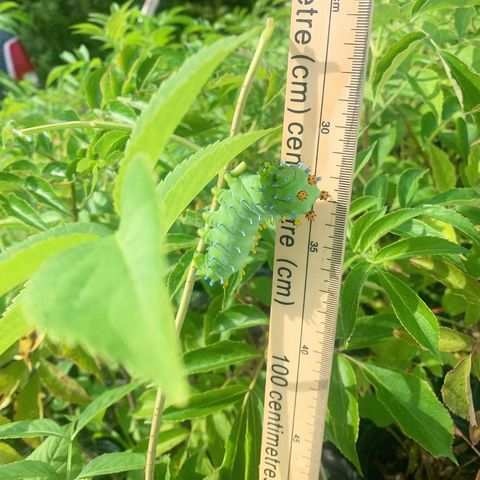 Large moth catepillar in elderberries