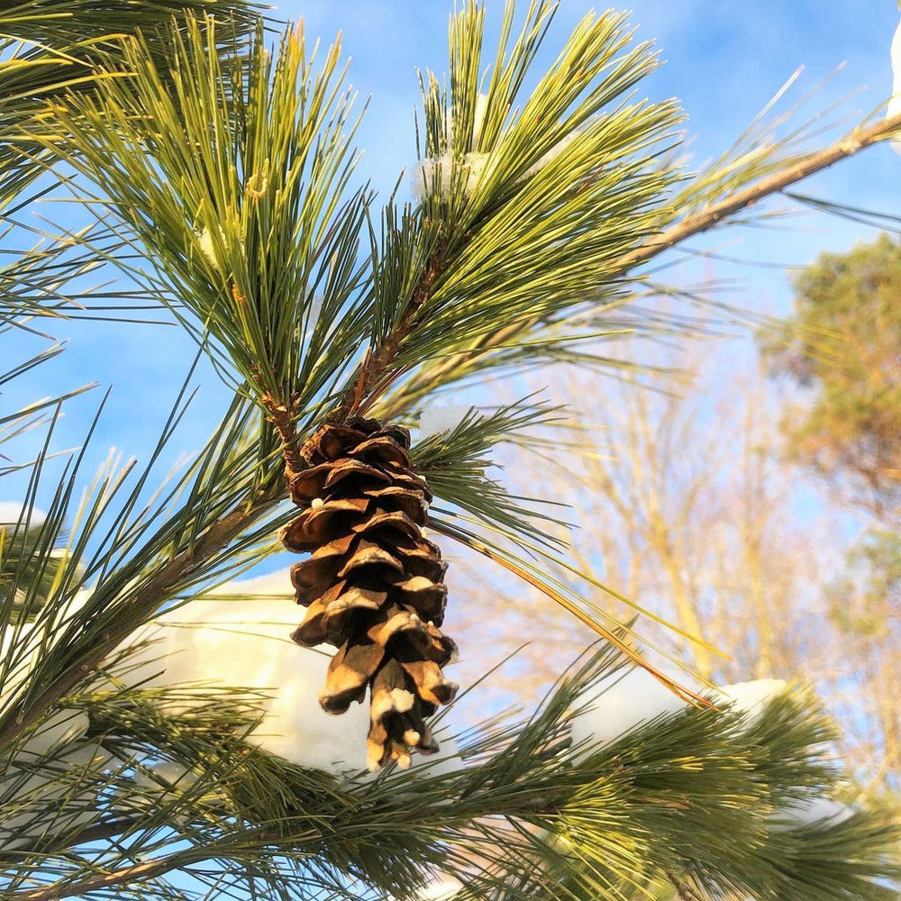 
                  
                    White Pine for Cone in winter
                  
                